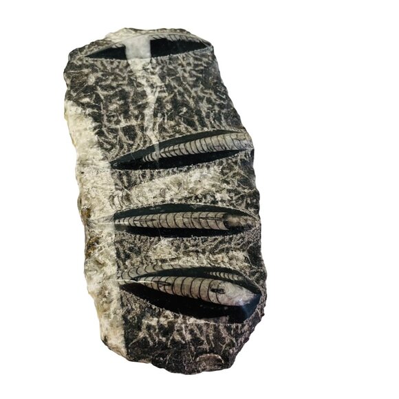 Orthoceras Fossil Specimen On Black Matrix 8 1/2" x 4" - Picture 1 of 10